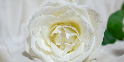 Як правильно вибрати білі троянди? Секрети вишуканості від "Kwiaty-Bukiety"