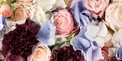 Психология цветов: что означают разные цветы зимой